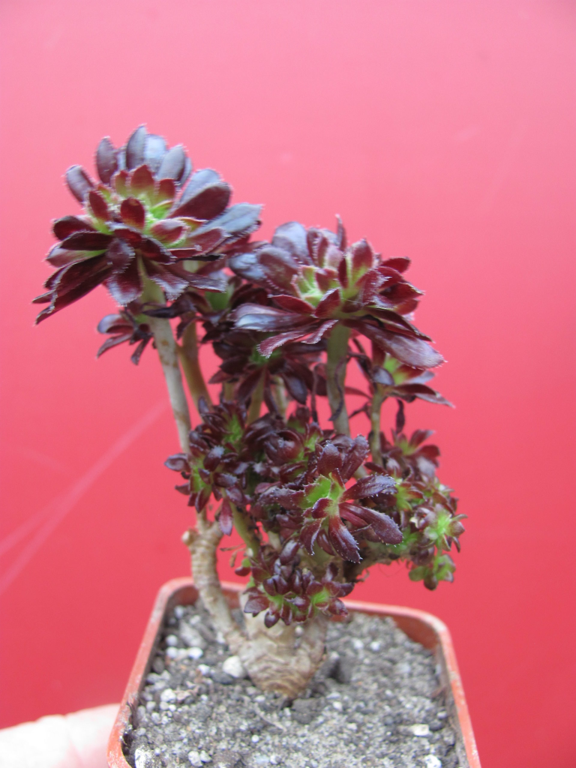 Aeonium cristata