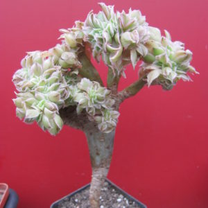 Aeonium    Sunburst  variegata  cristata
