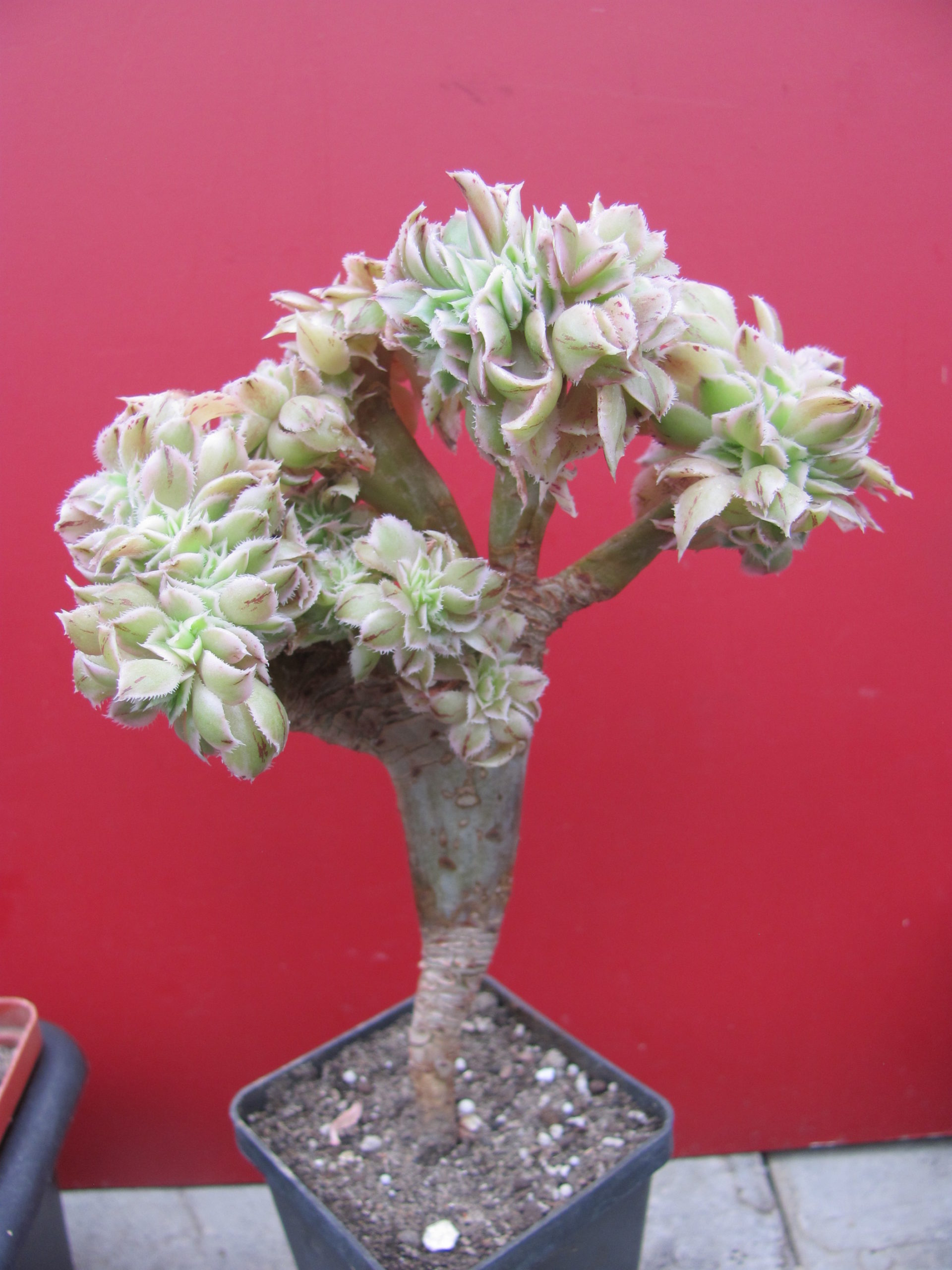Aeonium Sunburst variegata cristata