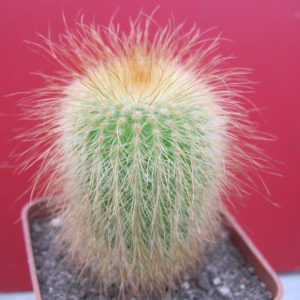 Eriocactus   leninghausii