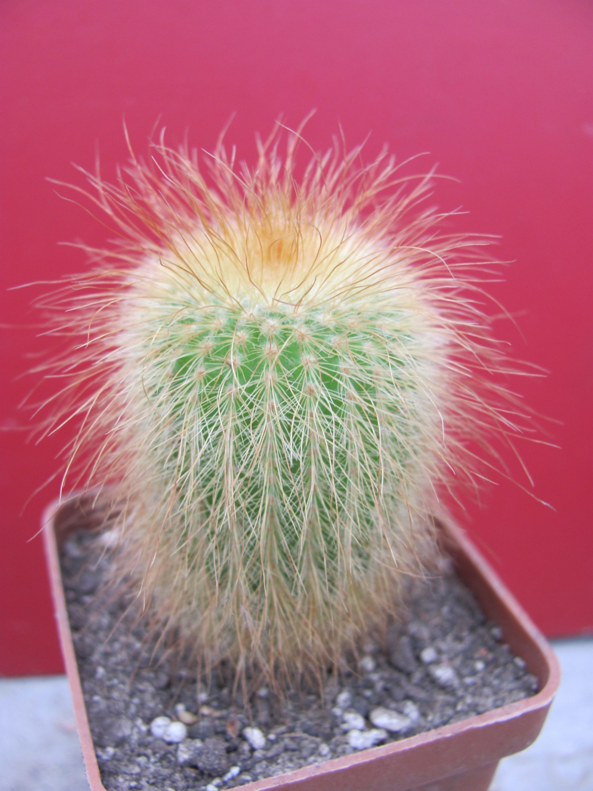 Eriocactus   leninghausii