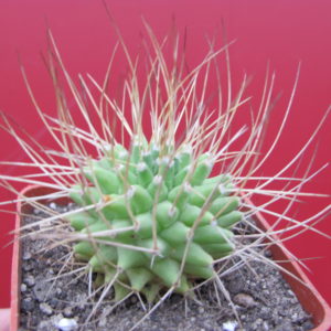 Mammillaria  obconella