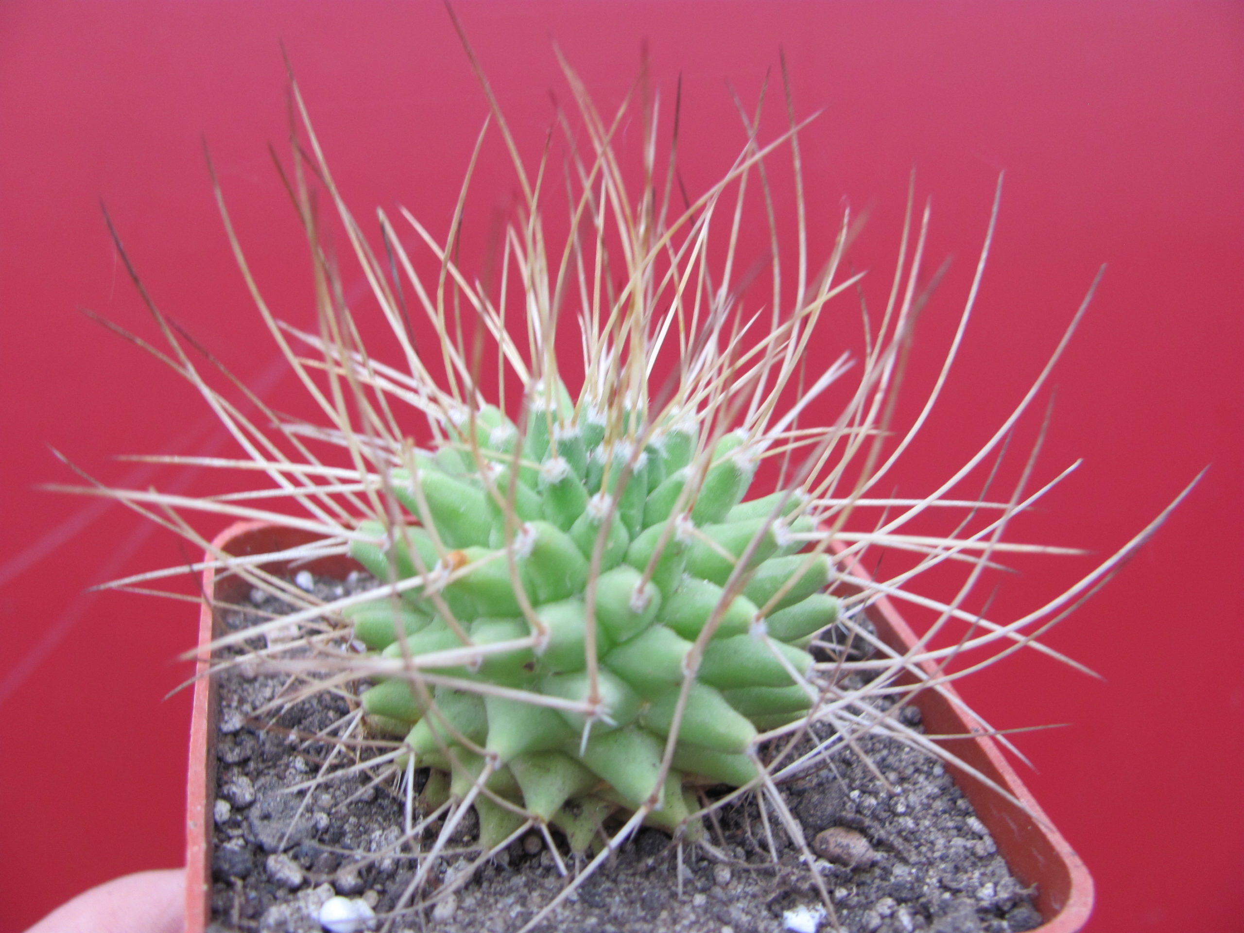 Mammillaria obconella