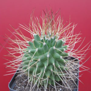 Mammillaria   obconella