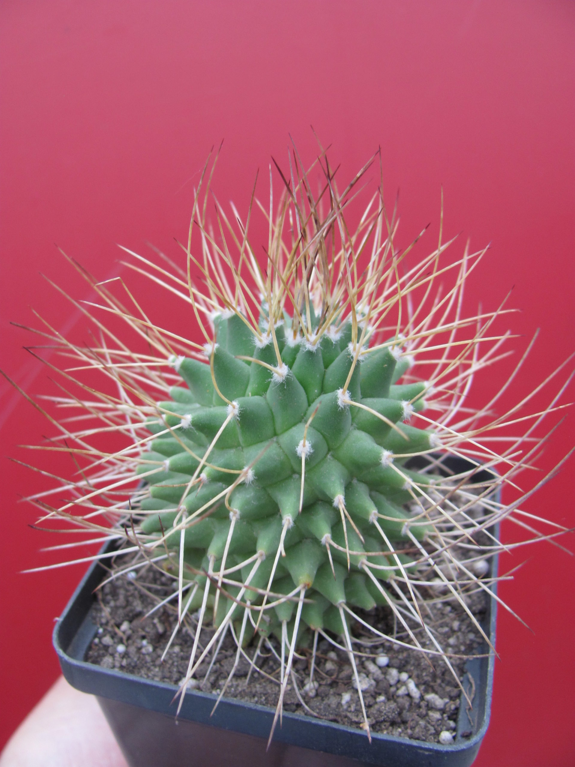 Mammillaria obconella