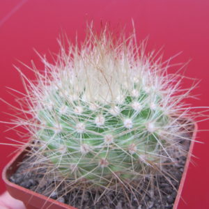 Parodia  penicillata nivosa