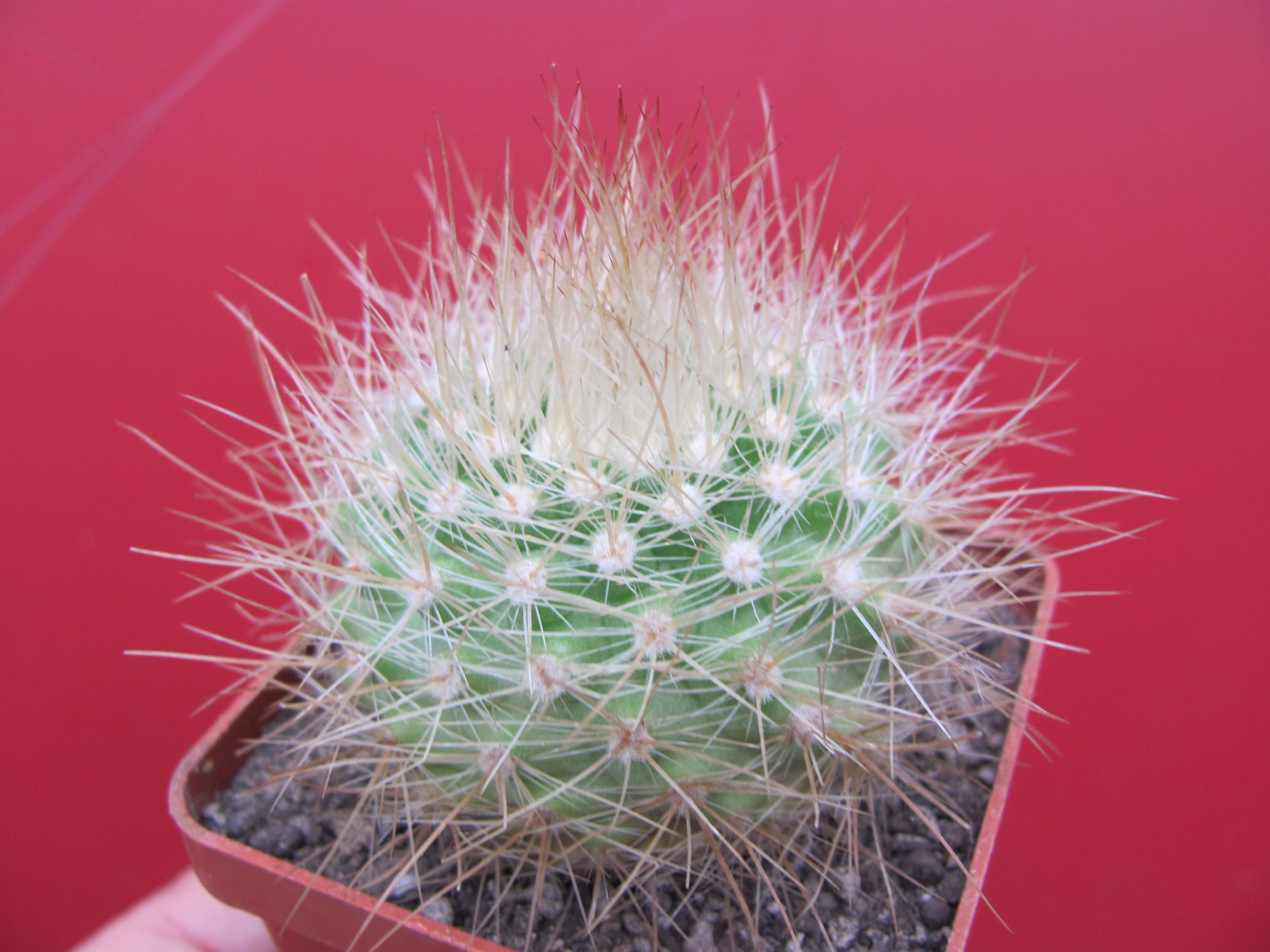 Parodia  penicillata nivosa