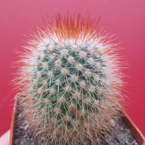 Mammillaria   spinosissima  Super Red