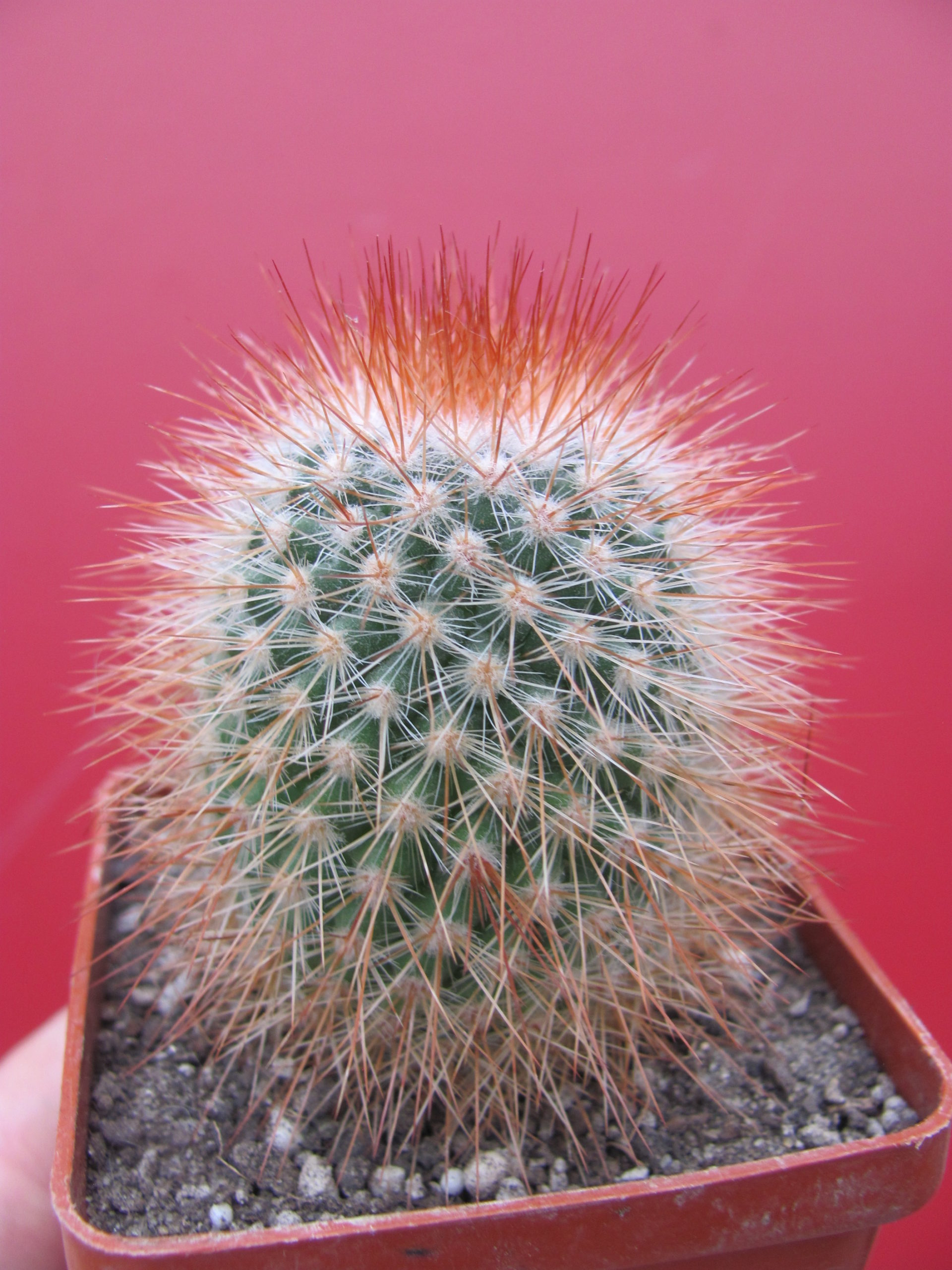 Mammillaria spinosissima Super Red