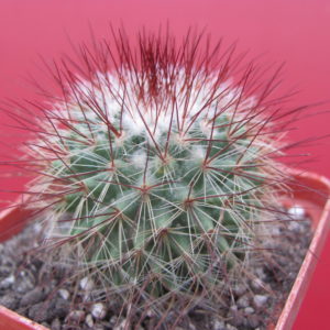 Mammillaria  spinosissima