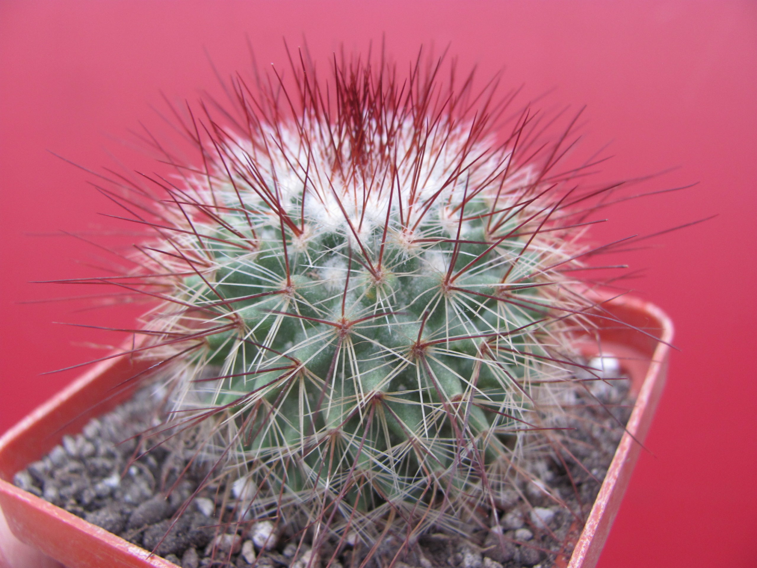 Mammillaria spinosissima
