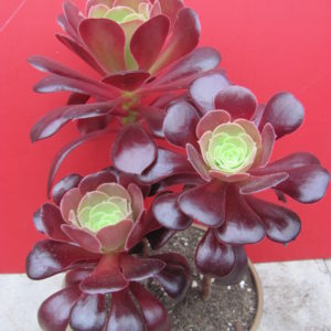 Aeonium Velour   3 разом