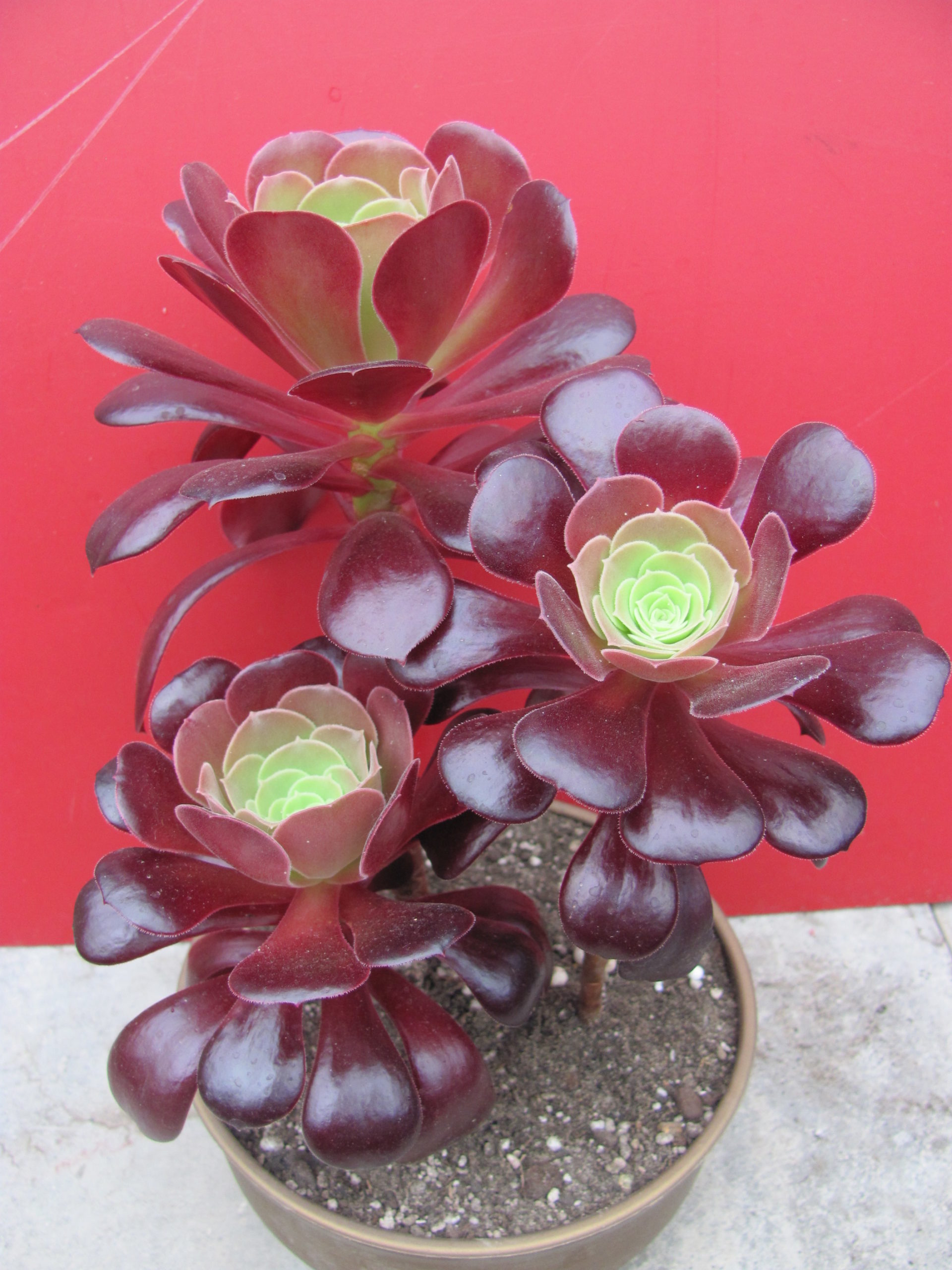 Aeonium Velour 3 разом