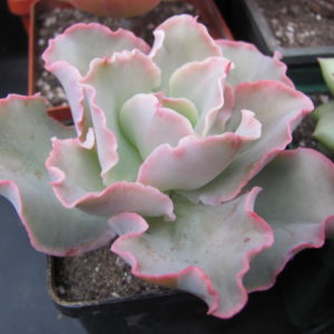 Echeveria
