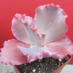 Echeveria   Silveron Red