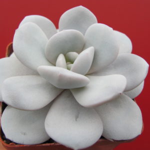 Echeveria Laui