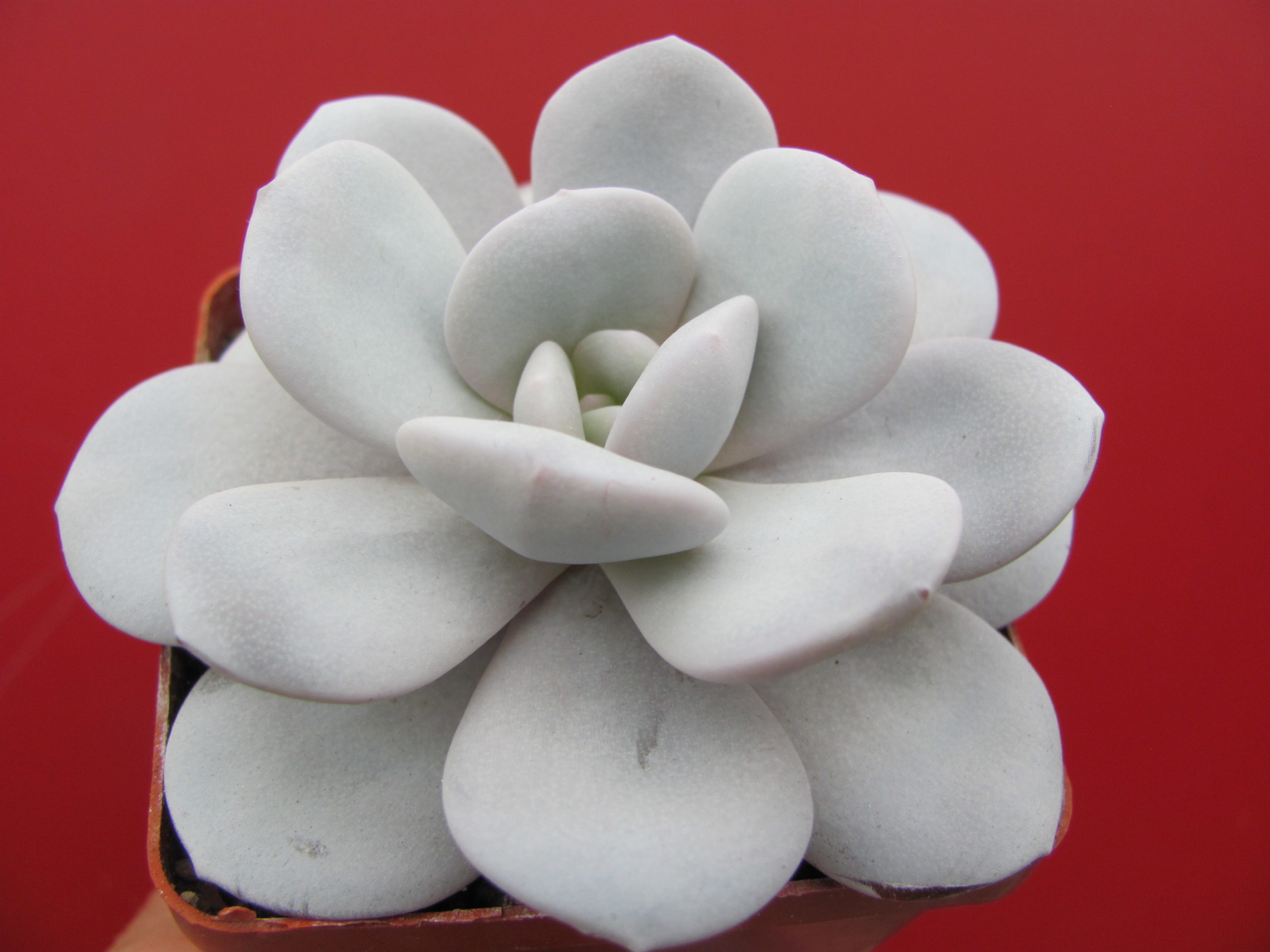 Echeveria Laui