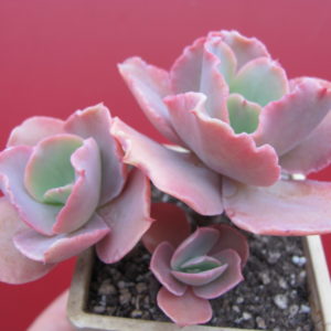 Echeveria Aguarius Red