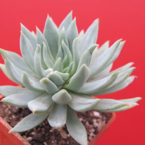 Dudleya  farinosa