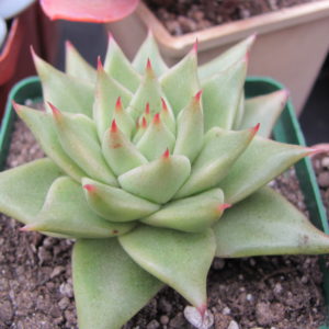 Echeveria   agavoides  Aguamarin