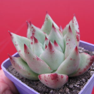 Echeveria  Romeo x Rubin