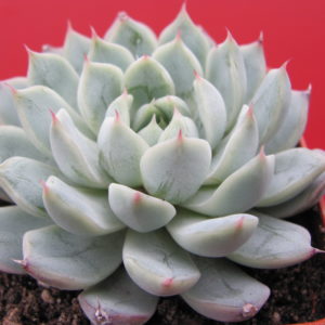 Echeveria