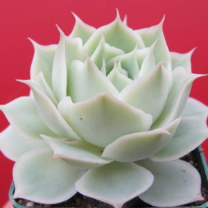 Echeveria   Laguna Sanchez  hybr.
