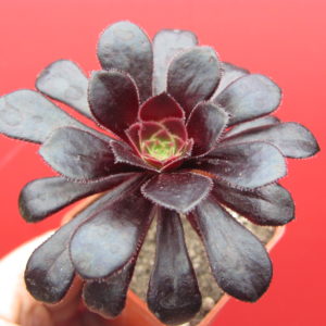 Aeonium  schwarzkopf
