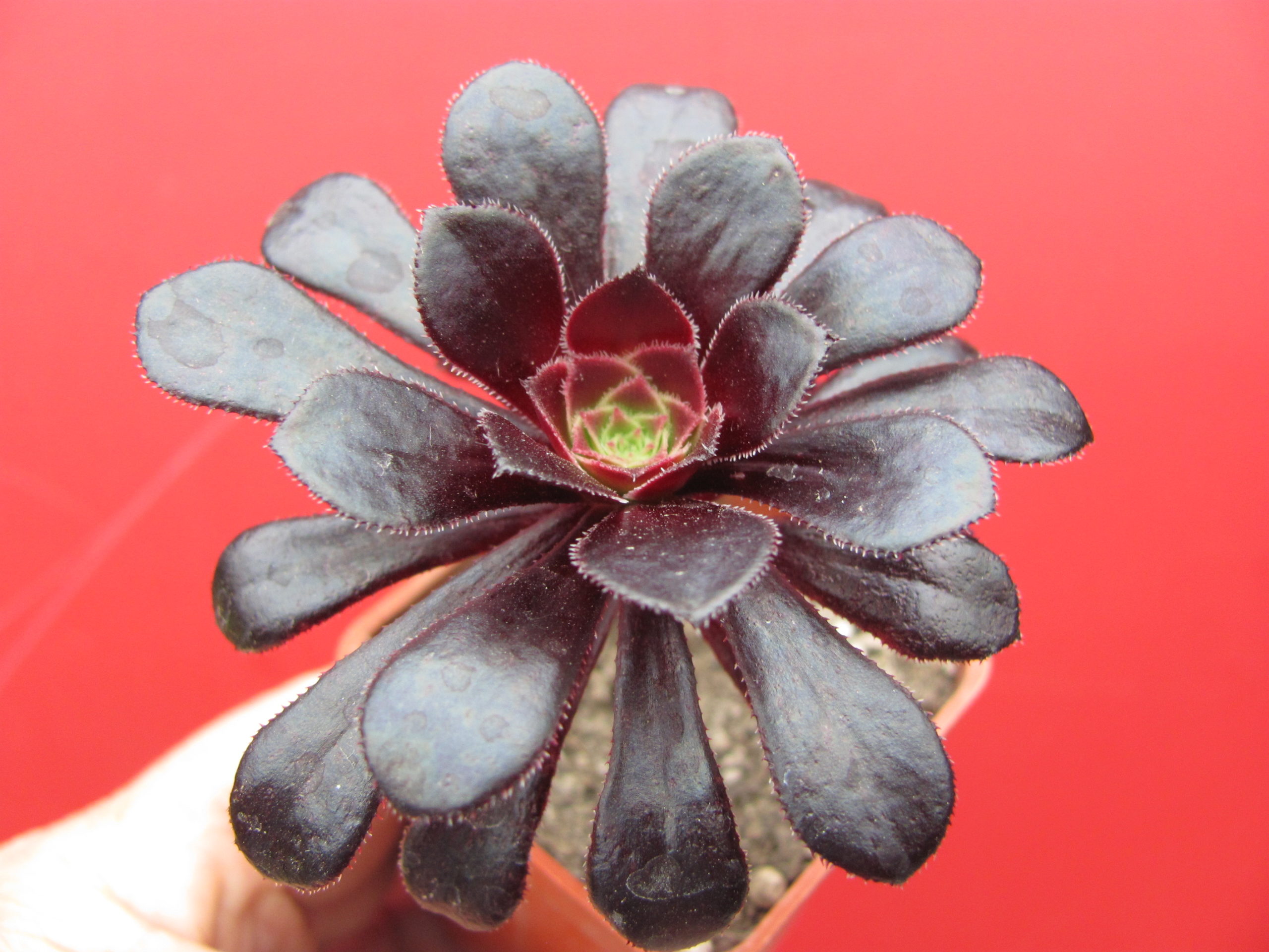 Aeonium schwarzkopf