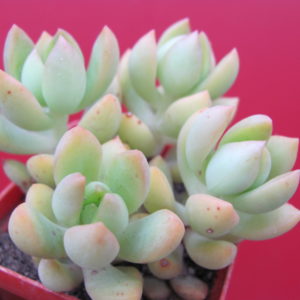 Sedum  adolphii