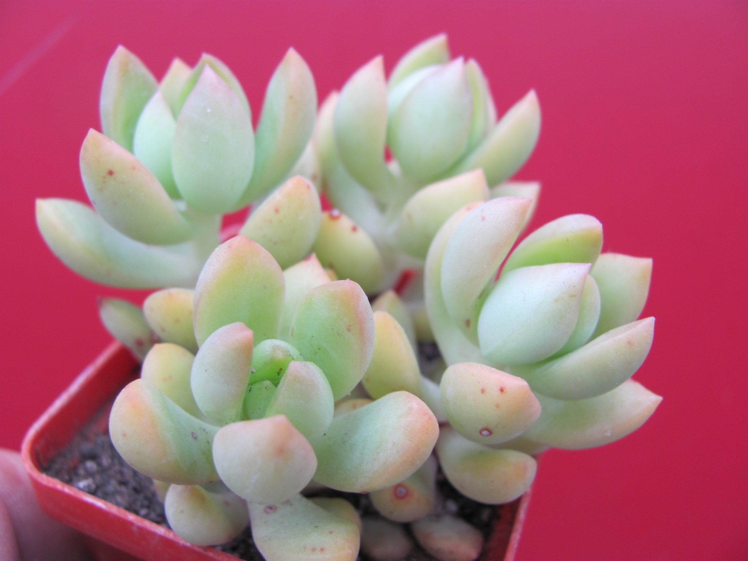 Sedum  adolphii