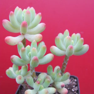 Sedum  pachyphylum