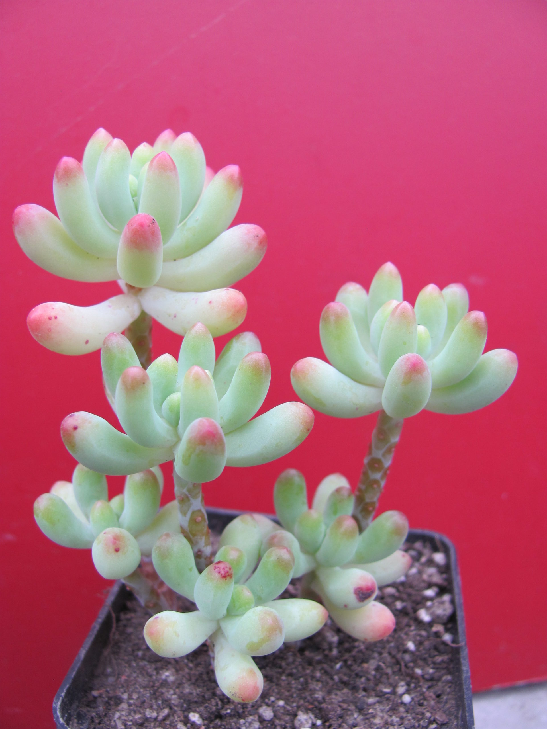 Sedum  pachyphylum