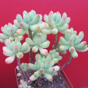 Sedum pachyphyllum