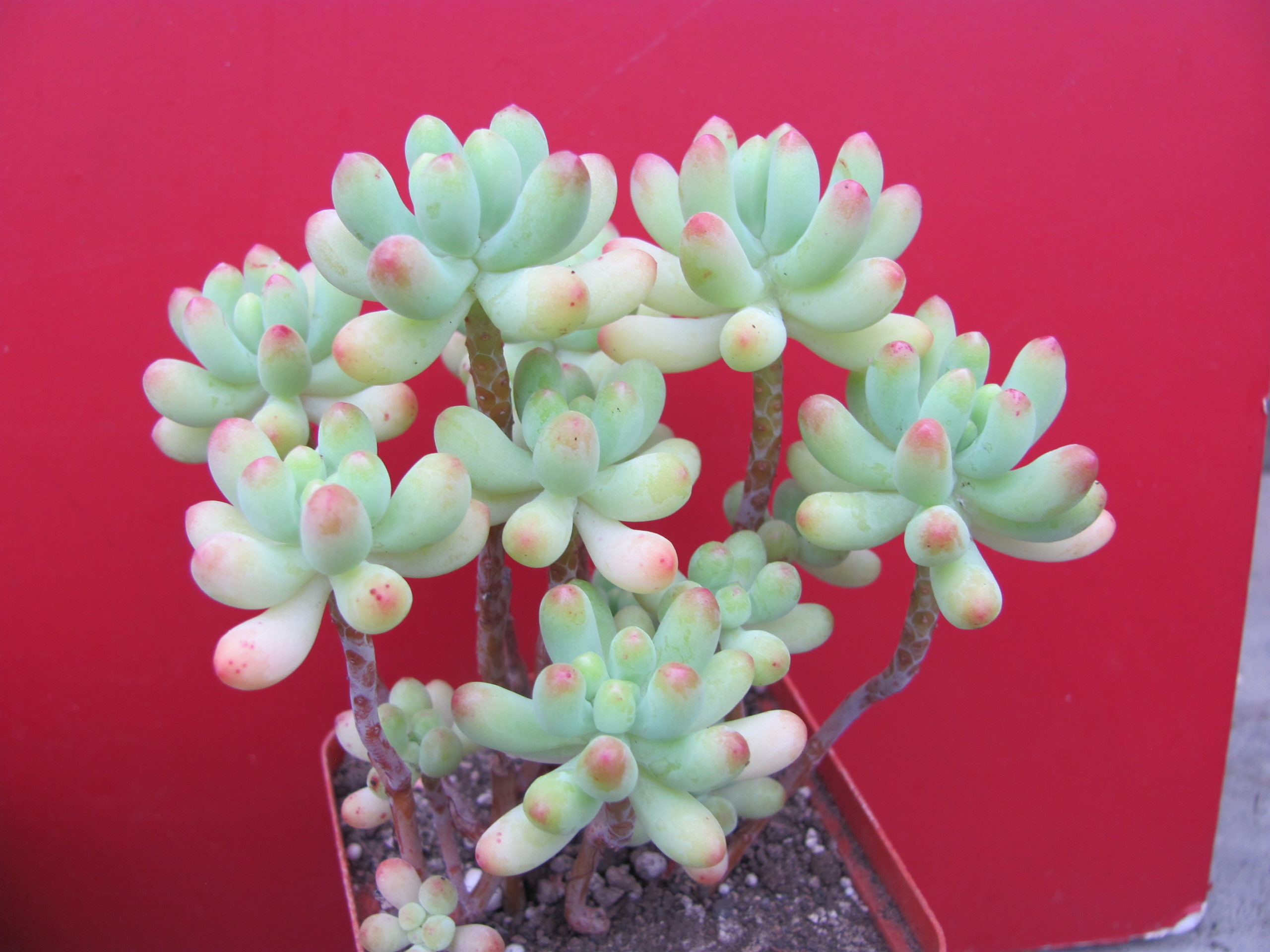 Sedum pachyphyllum