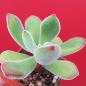 Echeveria pulvinata  Ruby