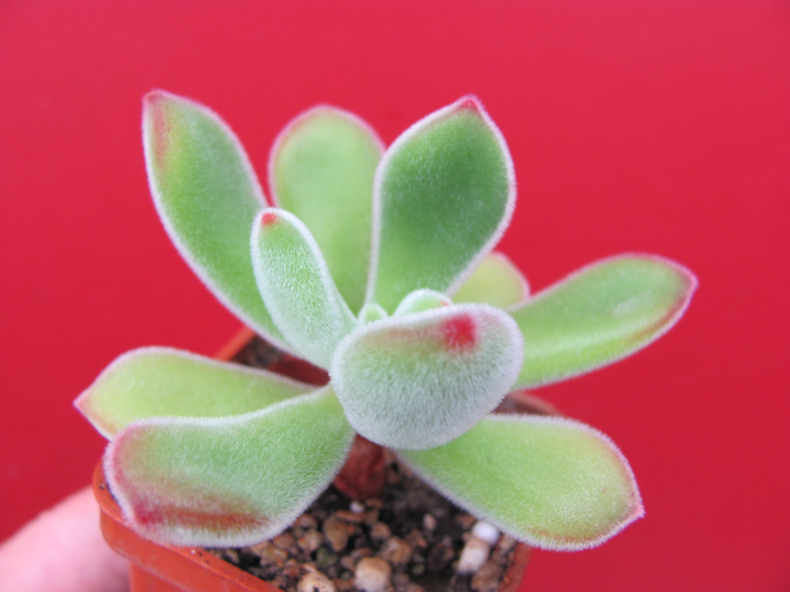 Echeveria pulvinata  Ruby