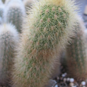 Haageocereus  chosicensis
