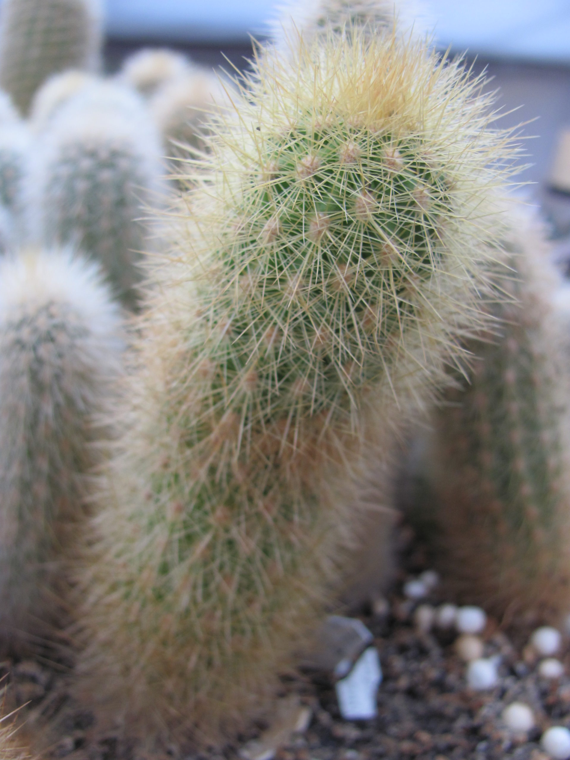 Haageocereus chosicensis