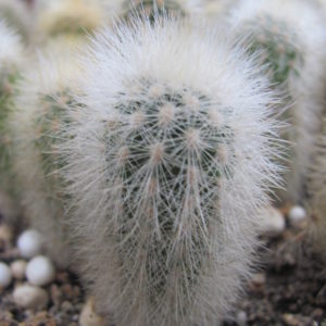 Weberbauerocereus  rauhii