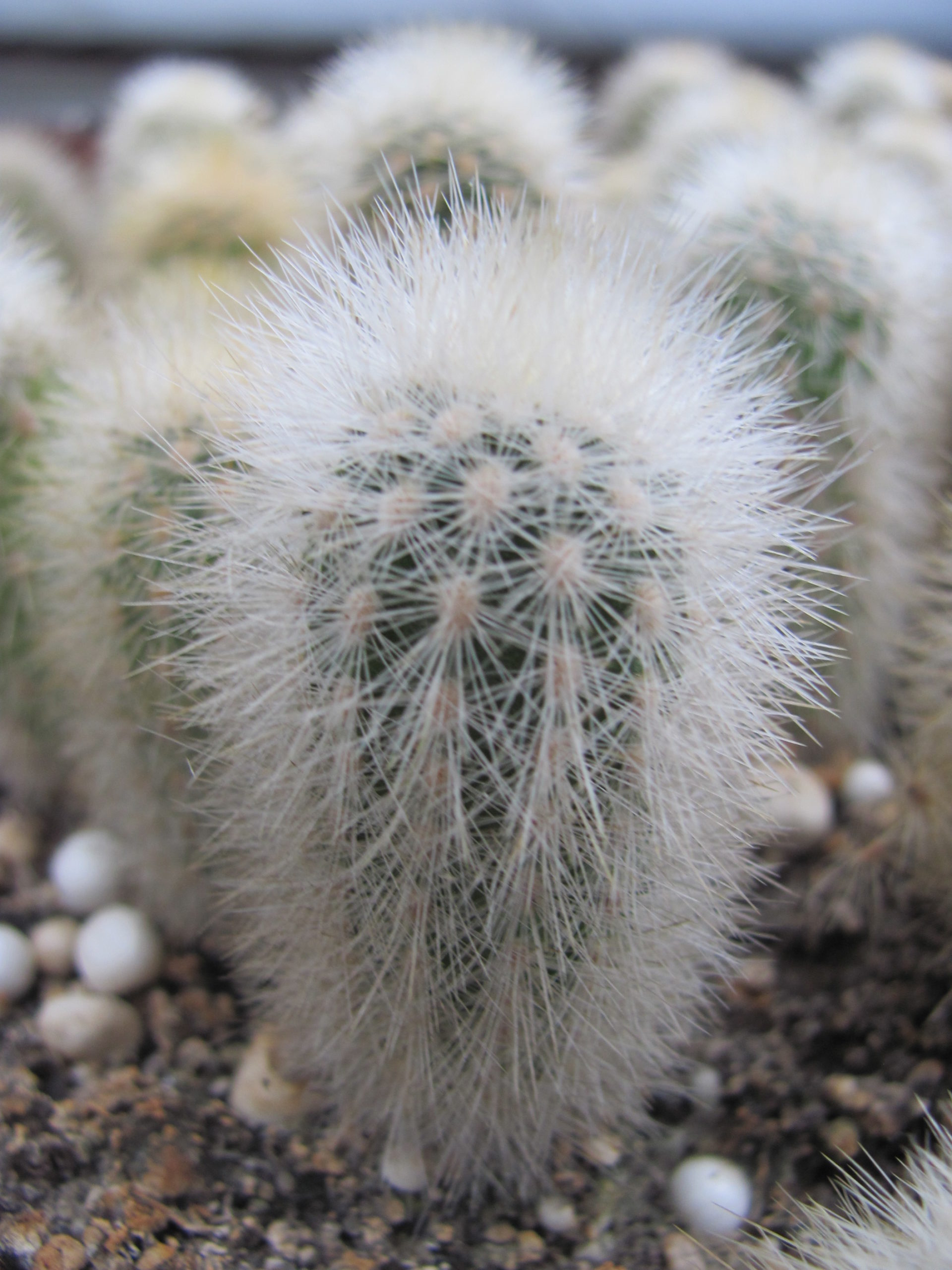 Weberbauerocereus rauhii