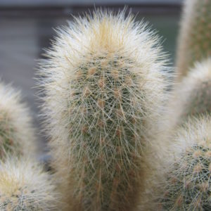 Weberbauerocereus  rauhii