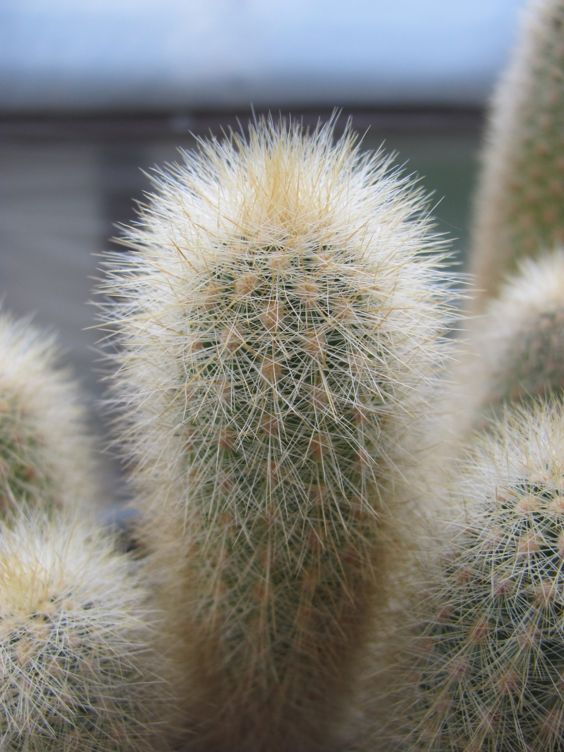 Weberbauerocereus rauhii