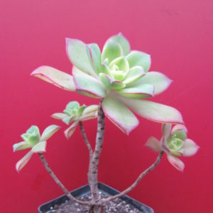 Aeonium  Kiwi