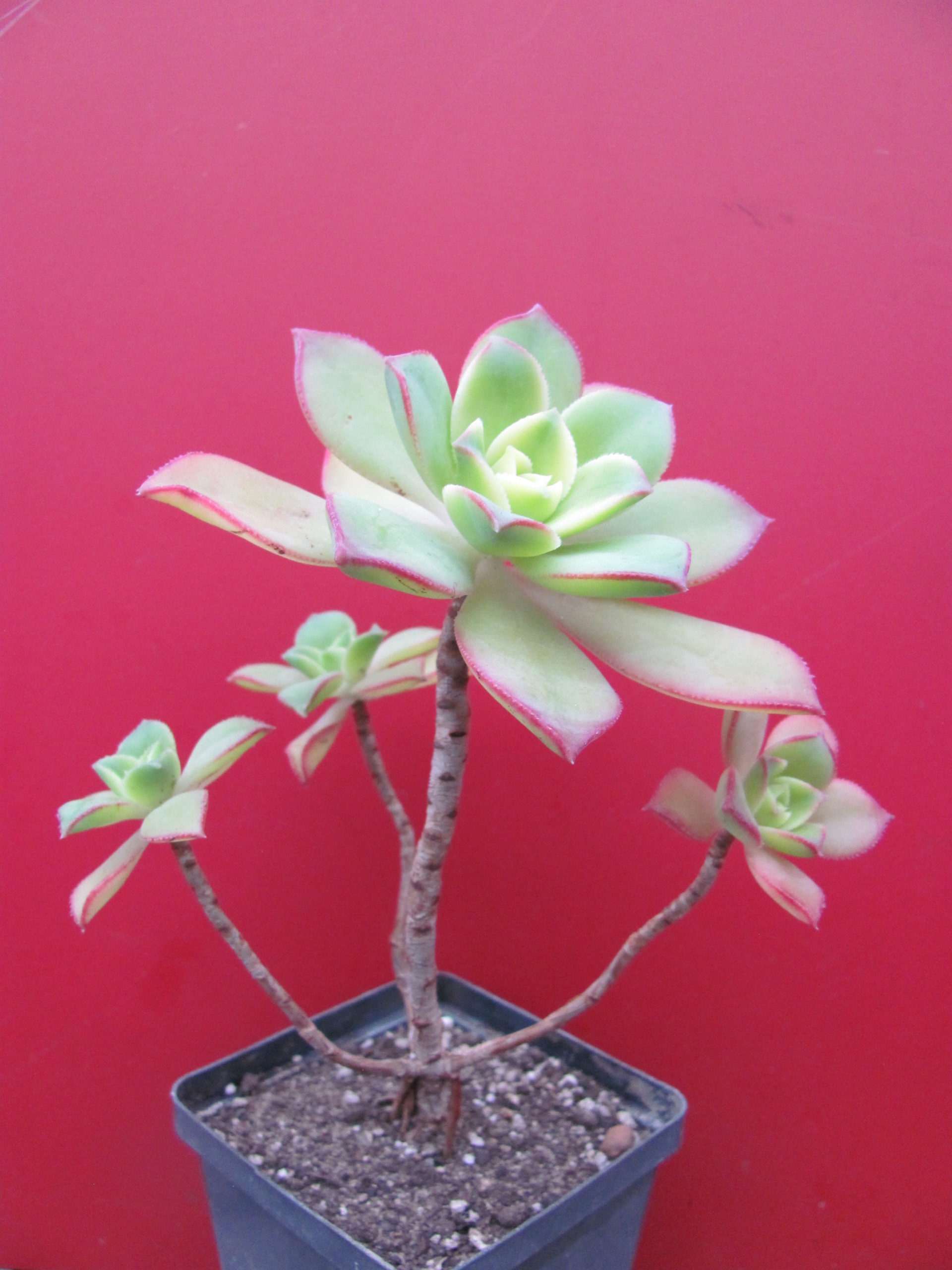 Aeonium Kiwi