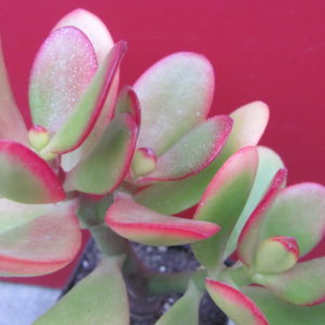 Crassula ovata