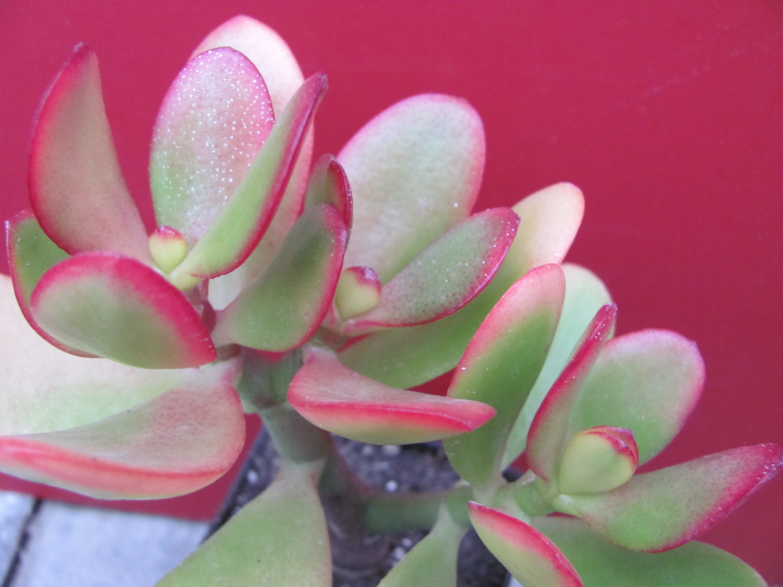 Crassula ovata