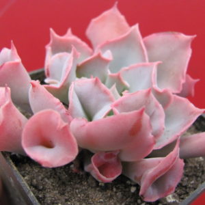 Echeveria   Trumpet Pinky