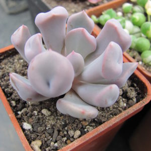 Echeveria   Cupid