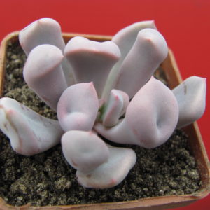 Echeveria Cupid